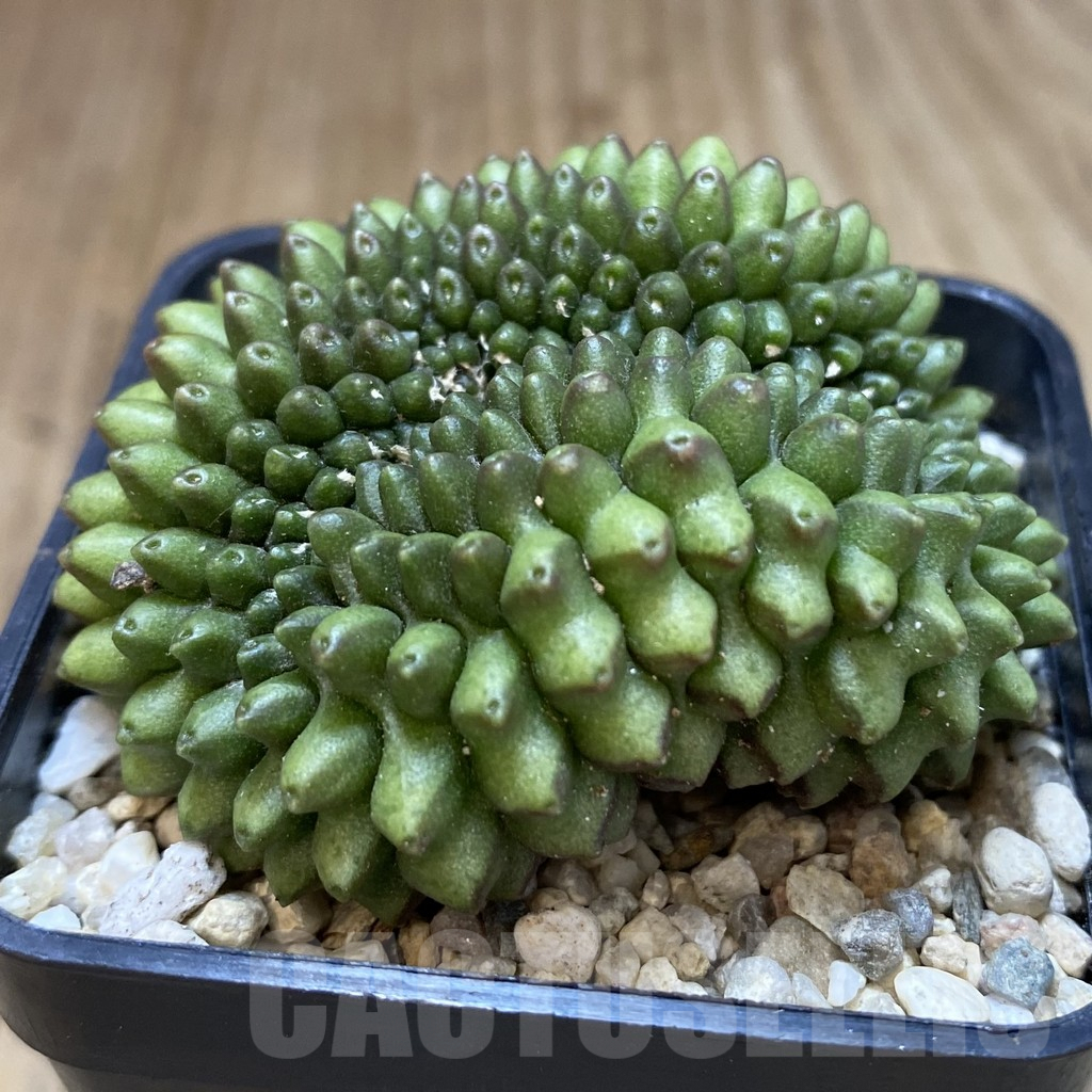 SHPR40322 Gymnocalycium mihanovichii ‘inermis’ f. cristata seedling - Imagen 2
