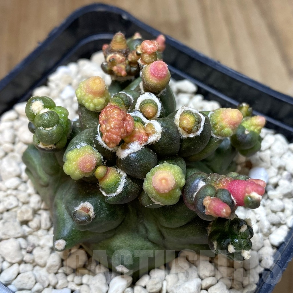 SHPR40329 Gymnocalycium mihanovichii ‘Transformer’