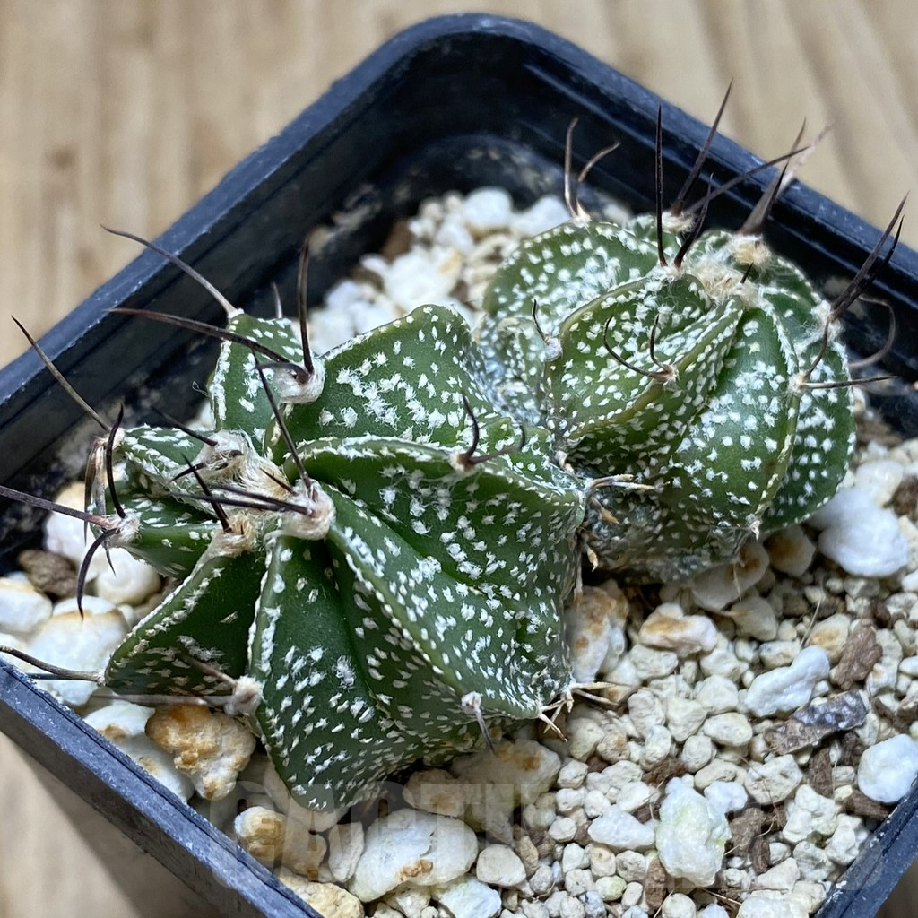 SH882 Astrophytum asterias x capricorne