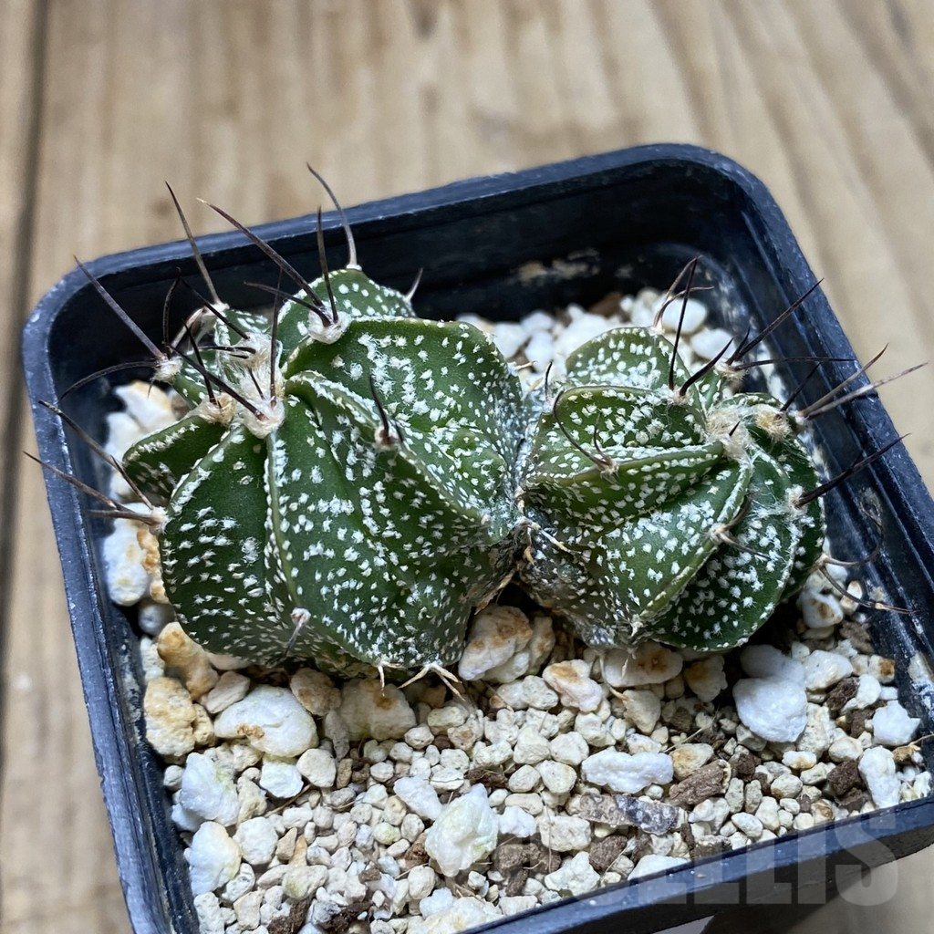 SH882 Astrophytum asterias x capricorne - Image 2