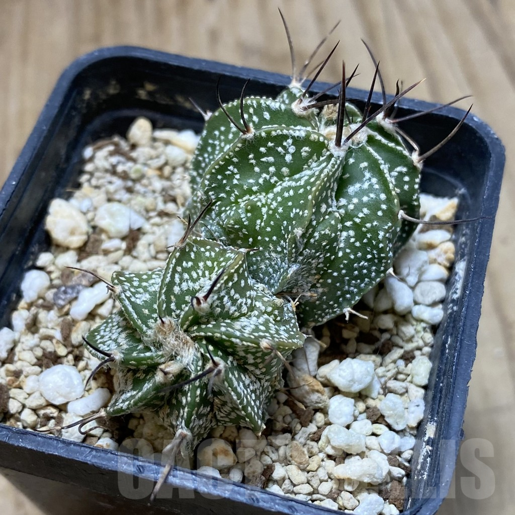 SH882 Astrophytum asterias x capricorne - Image 3