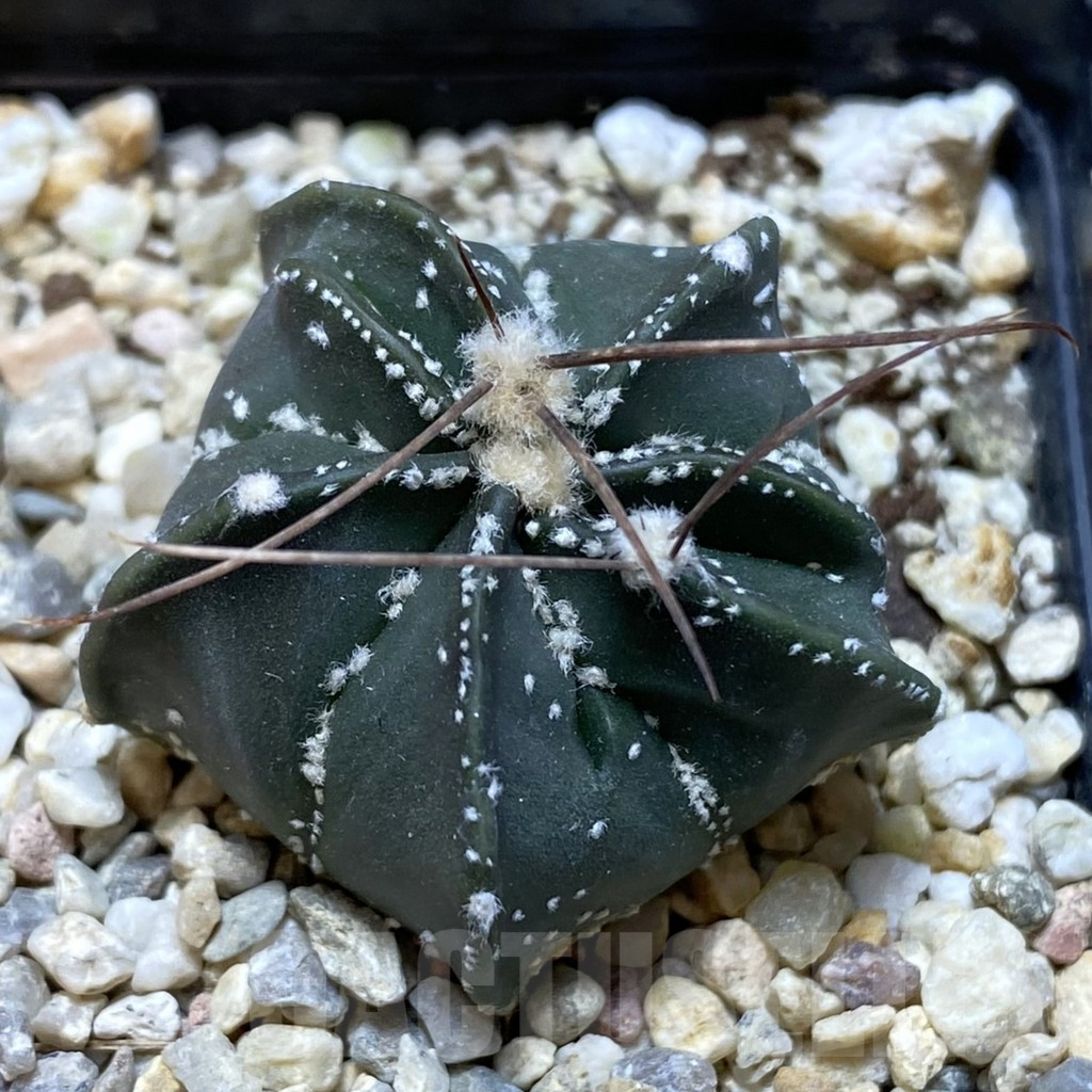 SHPR40588 Astrophytum asterias x capricorne