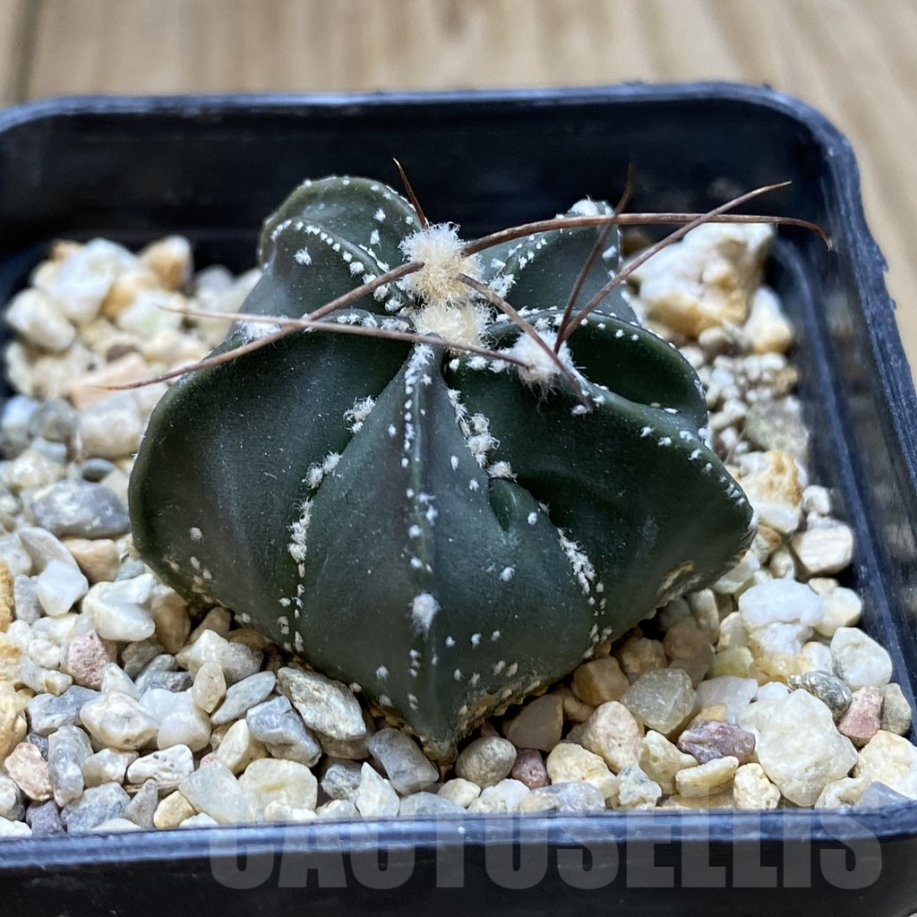 SHPR40588 Astrophytum asterias x capricorne - Image 2