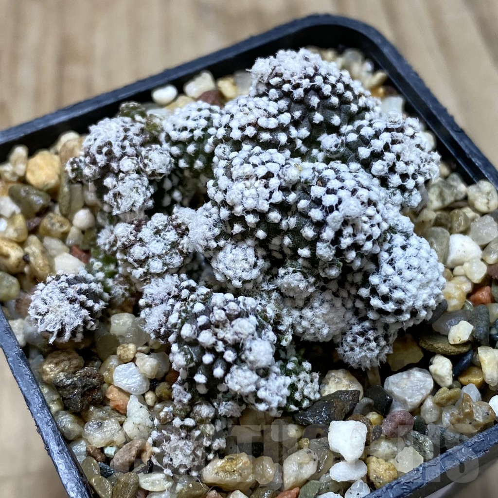 SHPR40547 Copiapoa tenuissima f. monstrosa
