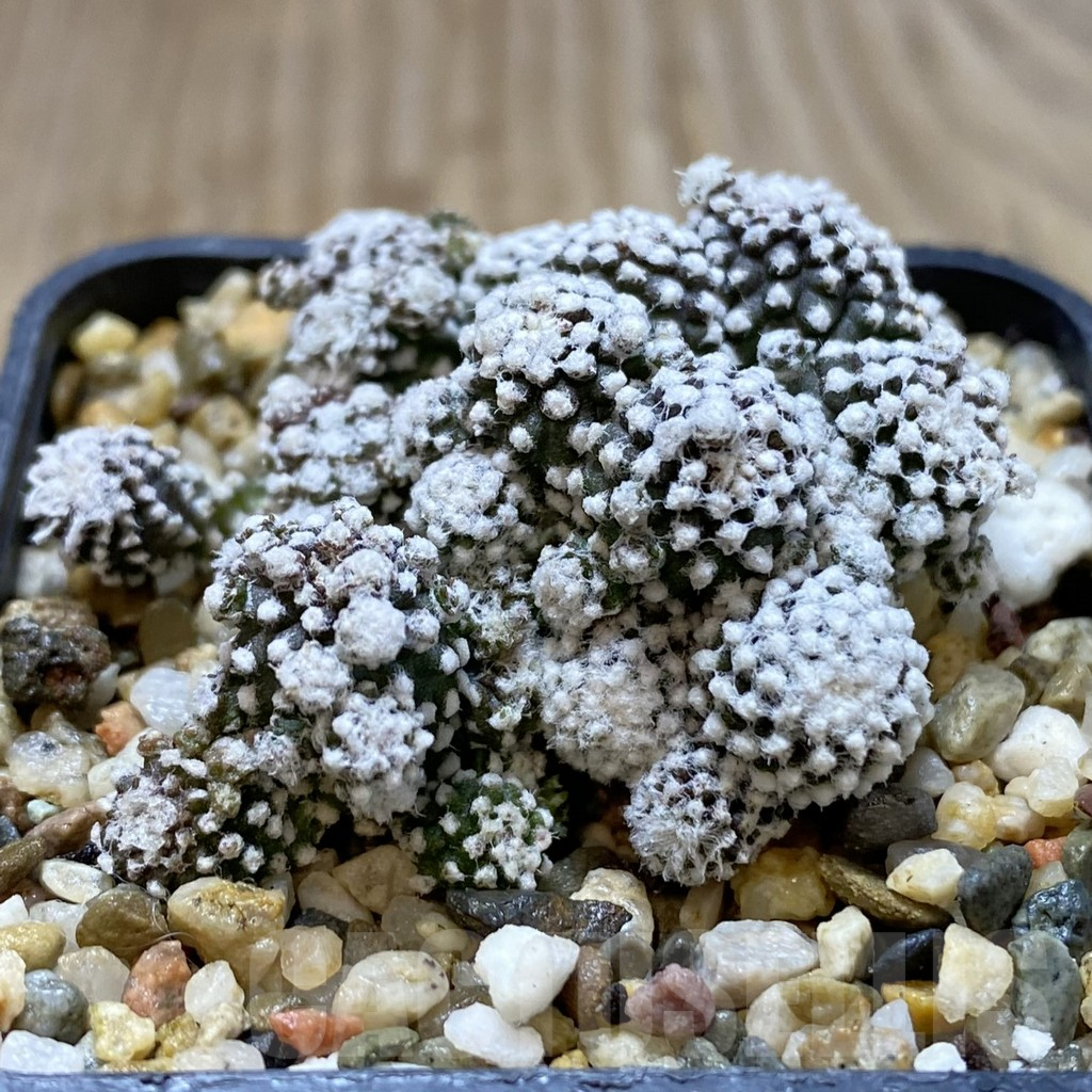 SHPR40547 Copiapoa tenuissima f. monstrosa - Image 2