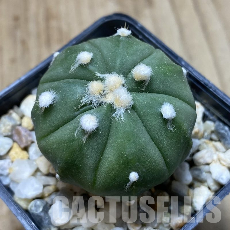 SH903 Astrophytum asterias ‘Ooibo’ hybrid