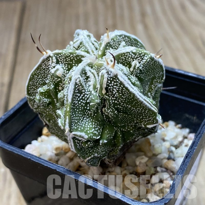SH902 Astrophytum ornatum ‘Fukuryu’