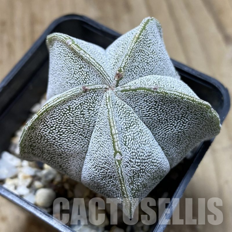 SH898 Astrophytum myriostigma hybrid
