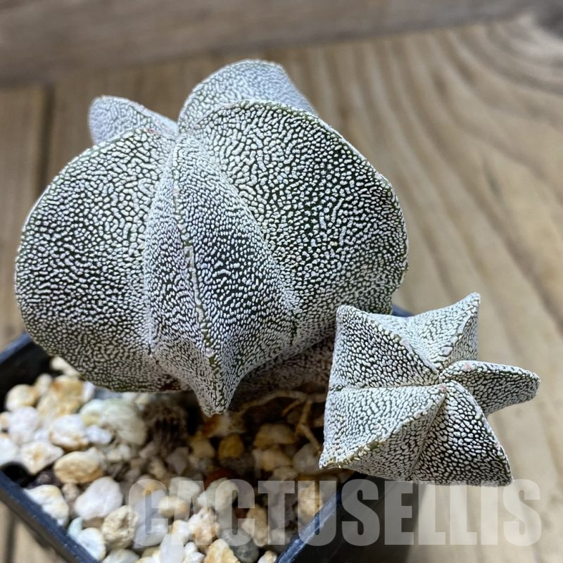 SH899 Astrophytum myriostigma ‘Onzuka’
