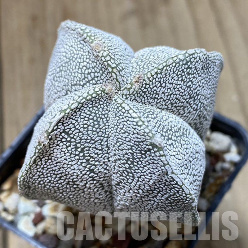 SH900 Astrophytum myriostigma ‘Onzuka’ v. quadricostatum