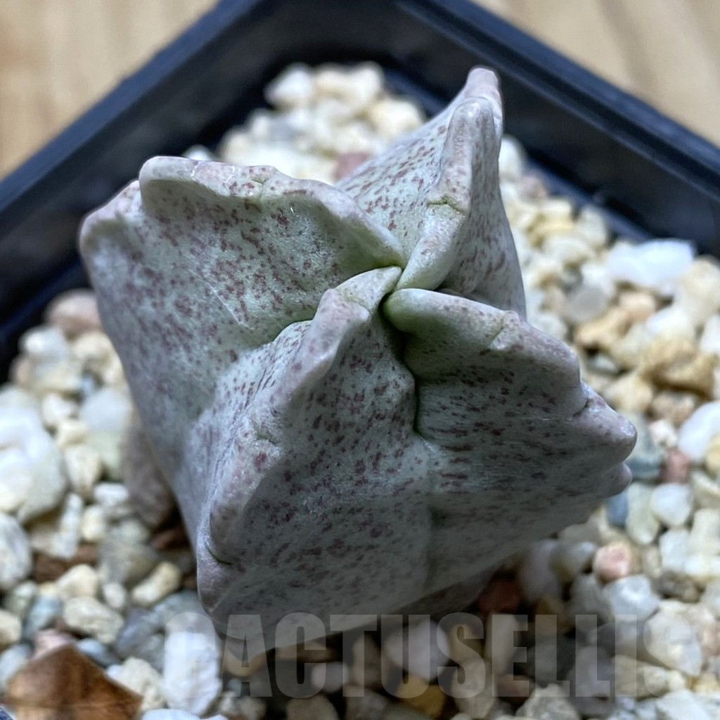 SHPR40548 Whitesloanea crassa