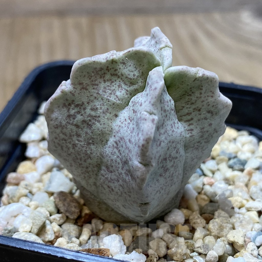 SHPR40548 Whitesloanea crassa - Image 2