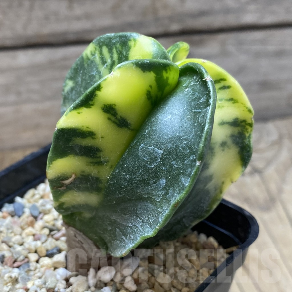 SHPR40552 Astrophytum myriostigma f. variegata - Obrázek 2