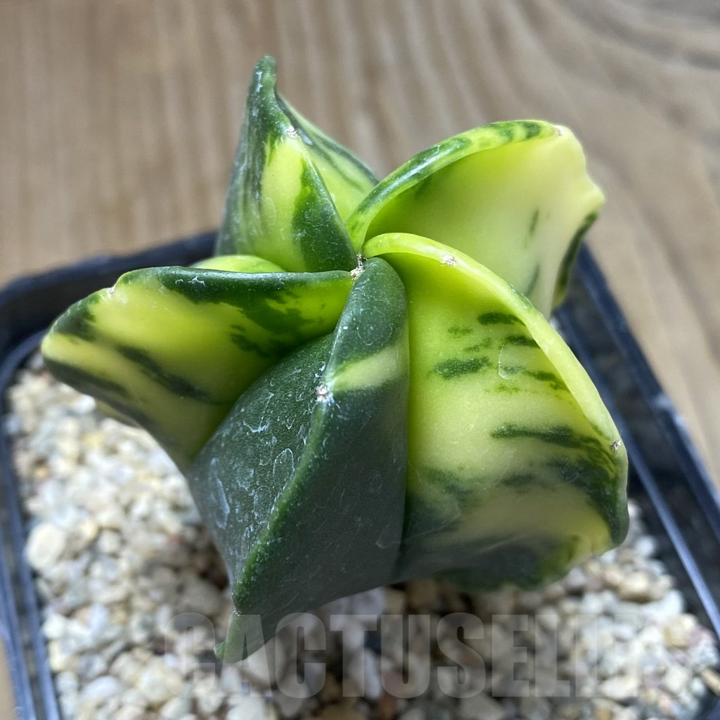 SHPR40552 Astrophytum myriostigma f. variegata