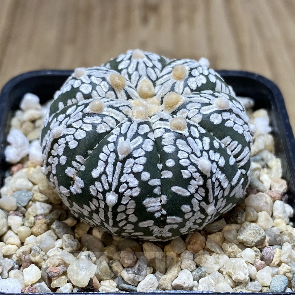 SHPR40555 Astrophytum asterias ‘Super Kabuto’ V-type - 画像 (2)
