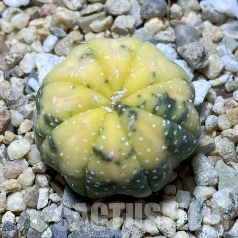 SH868 Astrophytum asterias f. variegata