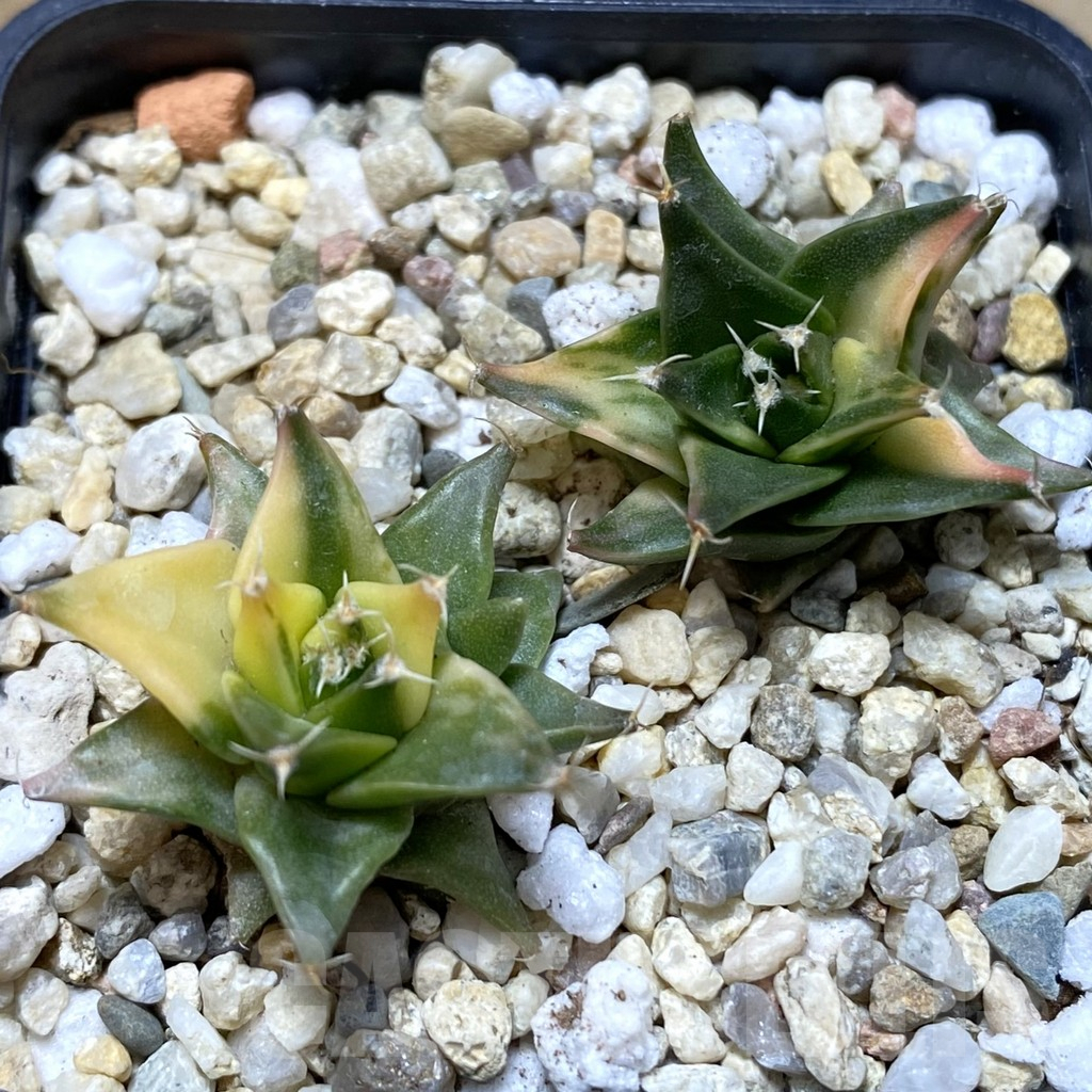 SHPR40545 Obregonia denegrii f. variegata, 2 plants