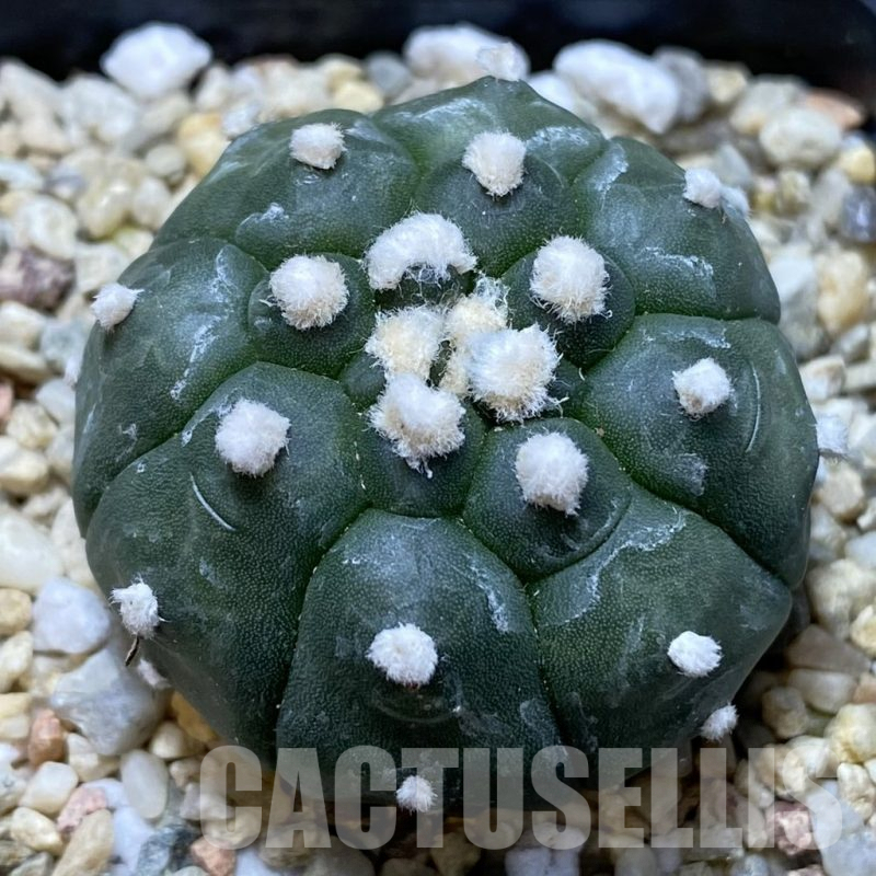 SH869 Astrophytum asterias 'Kikko'