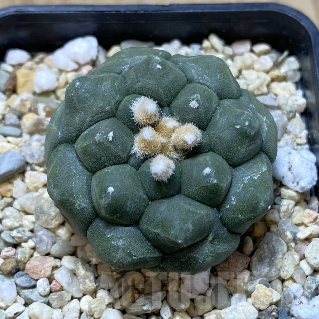 SHPR40571 Astrophytum asterias 'Kikko'
