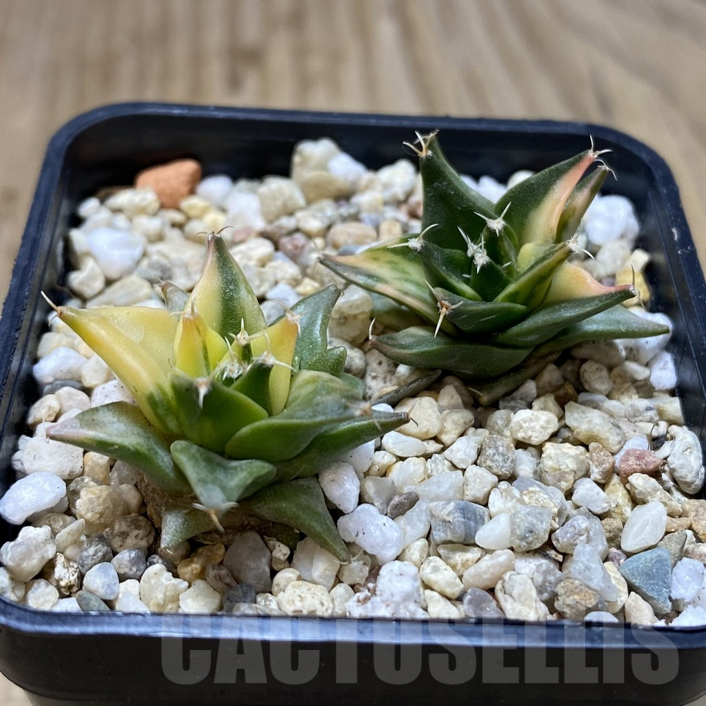 SHPR40545 Obregonia denegrii f. variegata, 2 plants - Obrázek 2