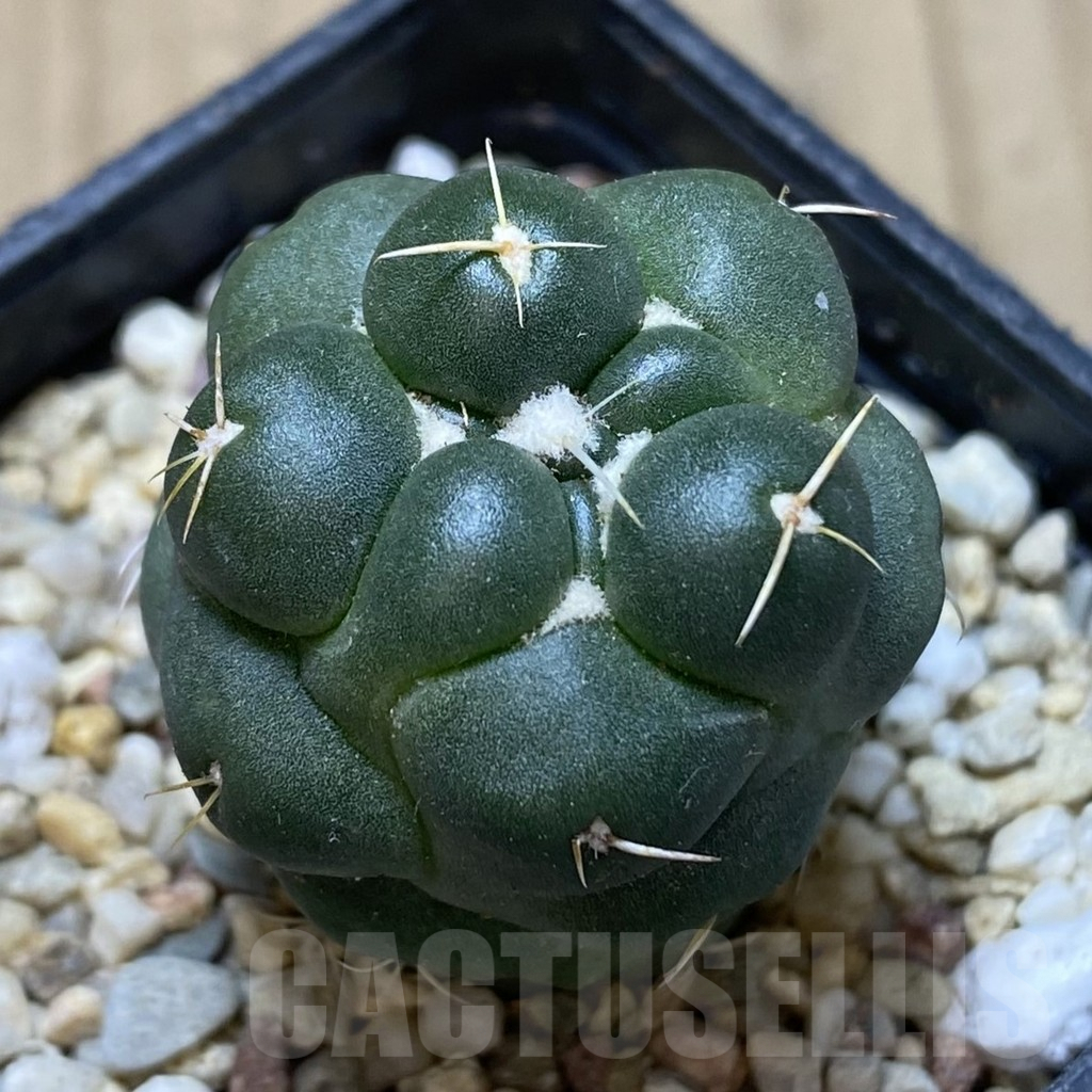 SHPR40638 Coryphantha elephantidens ‘inermis’