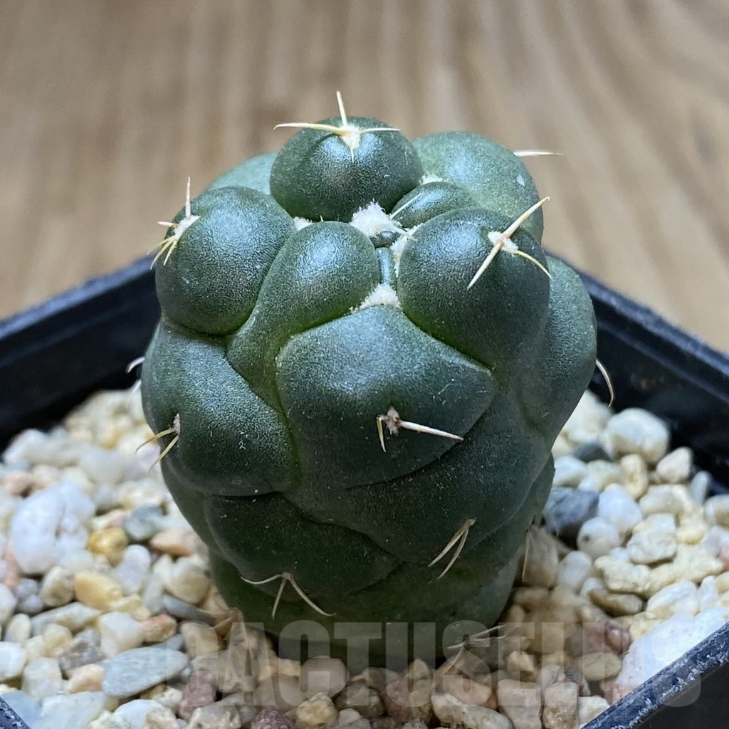 SHPR40638 Coryphantha elephantidens ‘inermis’ - Image 2