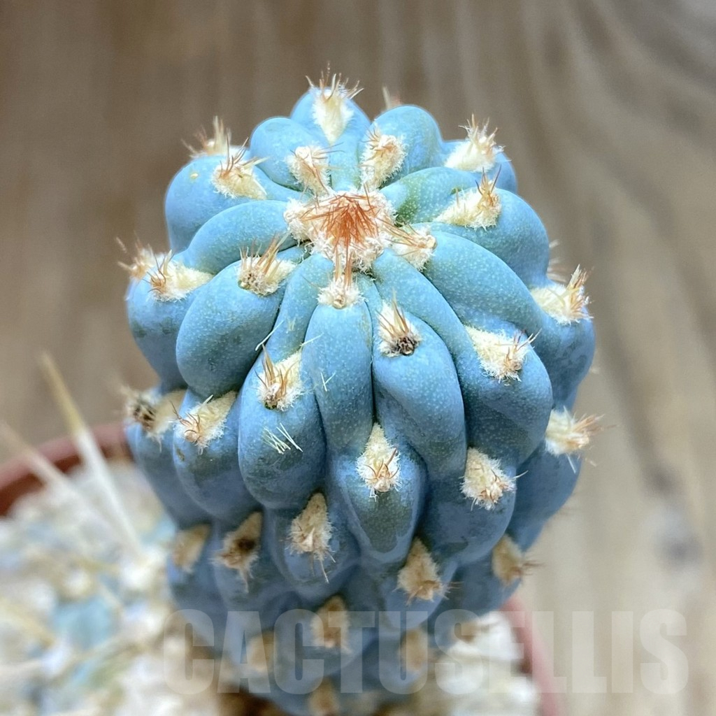 SHPR40607 Cylindropuntia miquelii