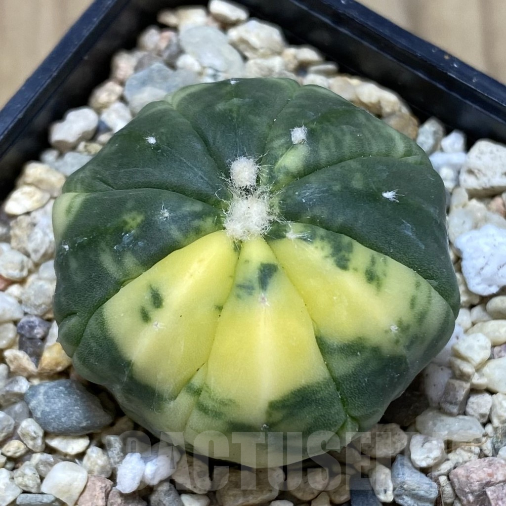 SH843 Astrophytum asterias f. variegata