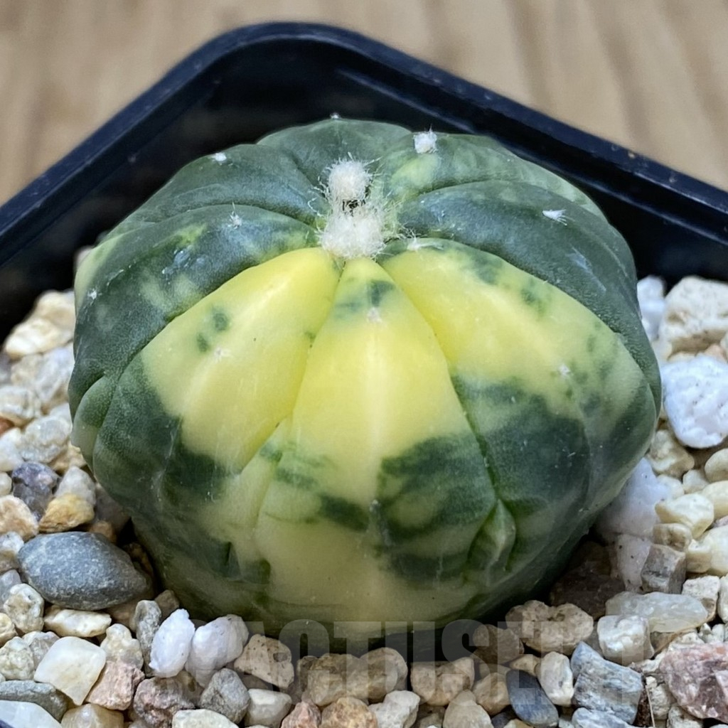 SH843 Astrophytum asterias f. variegata - immagine 2