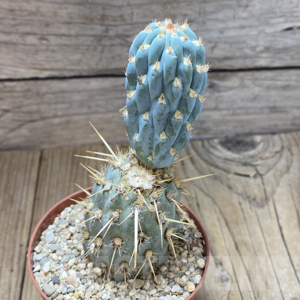 SHPR40607 Cylindropuntia miquelii - Obrázek 2