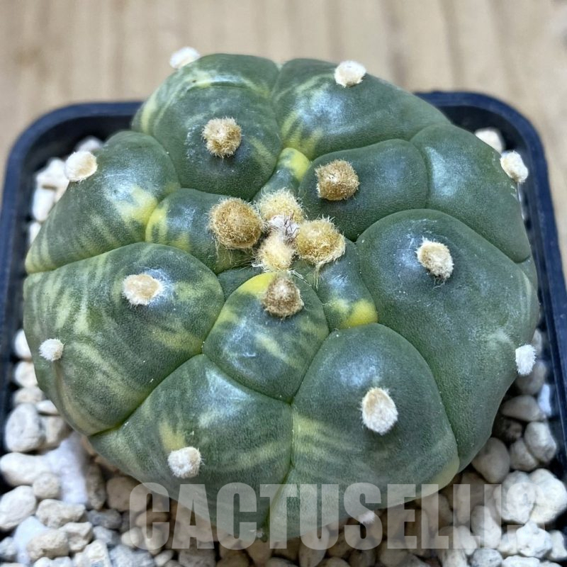 SH842 Astrophytum asterias ‘Kikko’ f.variegata