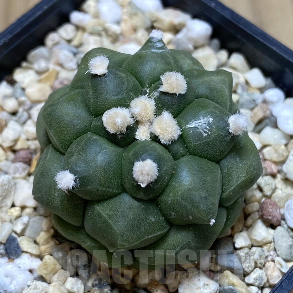 SHPR40648 Astrophytum asterias ‘Kikko’