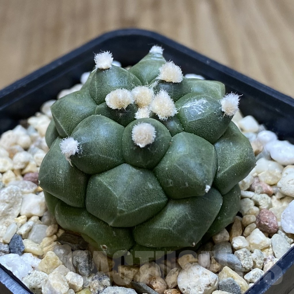 SHPR40648 Astrophytum asterias ‘Kikko’ - Obrázek 2