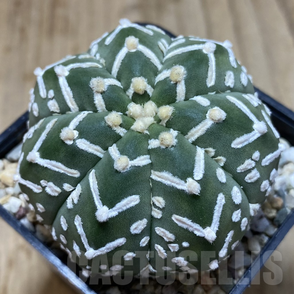 SHPR40650 Astrophytum asterias ‘Super Kabuto’ V-type f. nudum