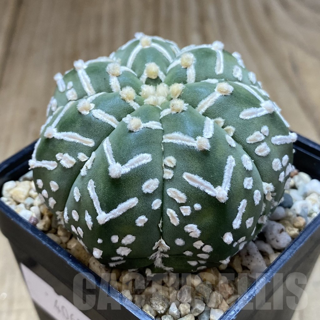 SHPR40650 Astrophytum asterias ‘Super Kabuto’ V-type f. nudum - Obrázek 2
