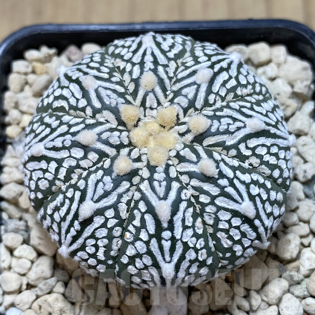 SHPR40655 Astrophytum asterias ‘Super Kabuto’ V-type