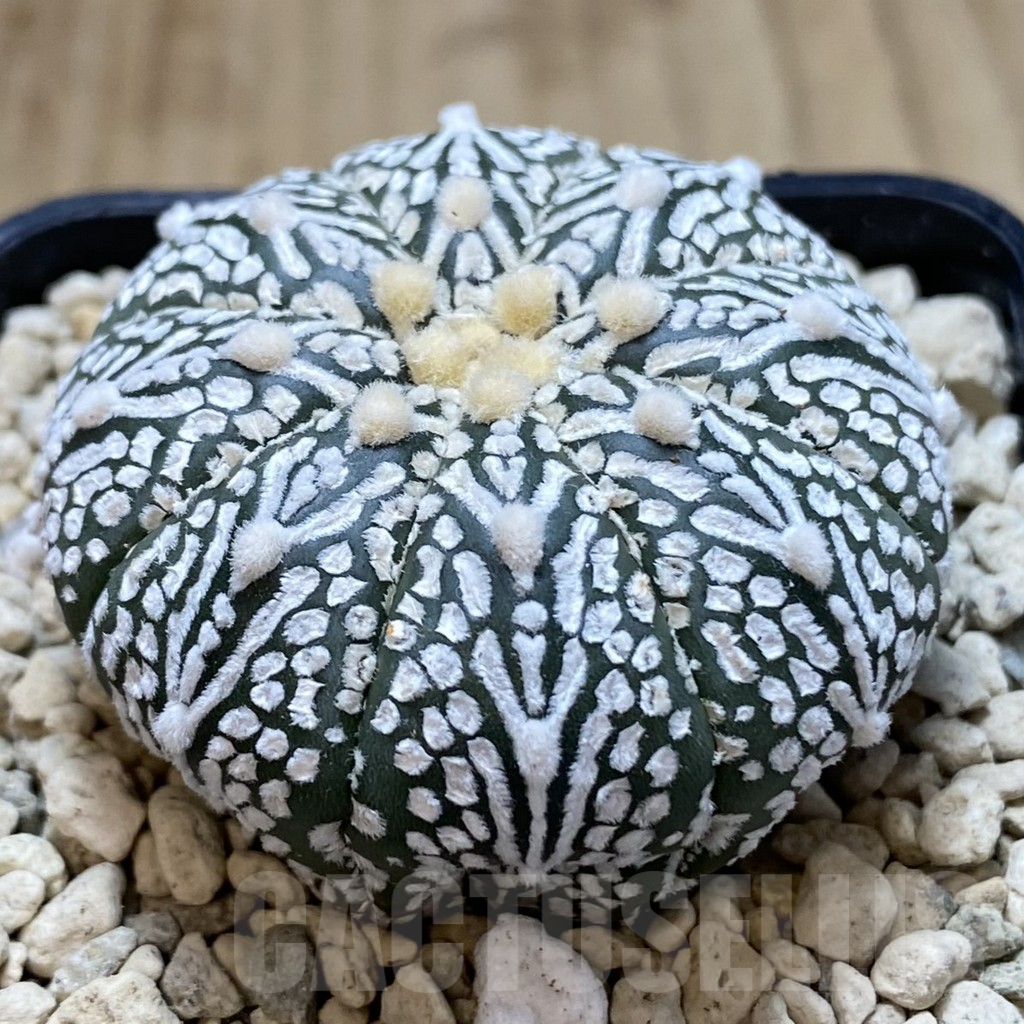 SHPR40655 Astrophytum asterias ‘Super Kabuto’ V-type - Imagen 2