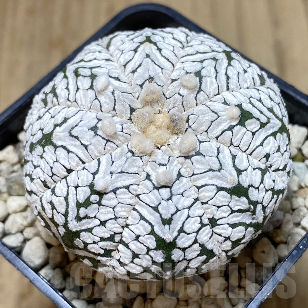 SHPR40657 Astrophytum asterias ‘Super Kabuto’ V-type