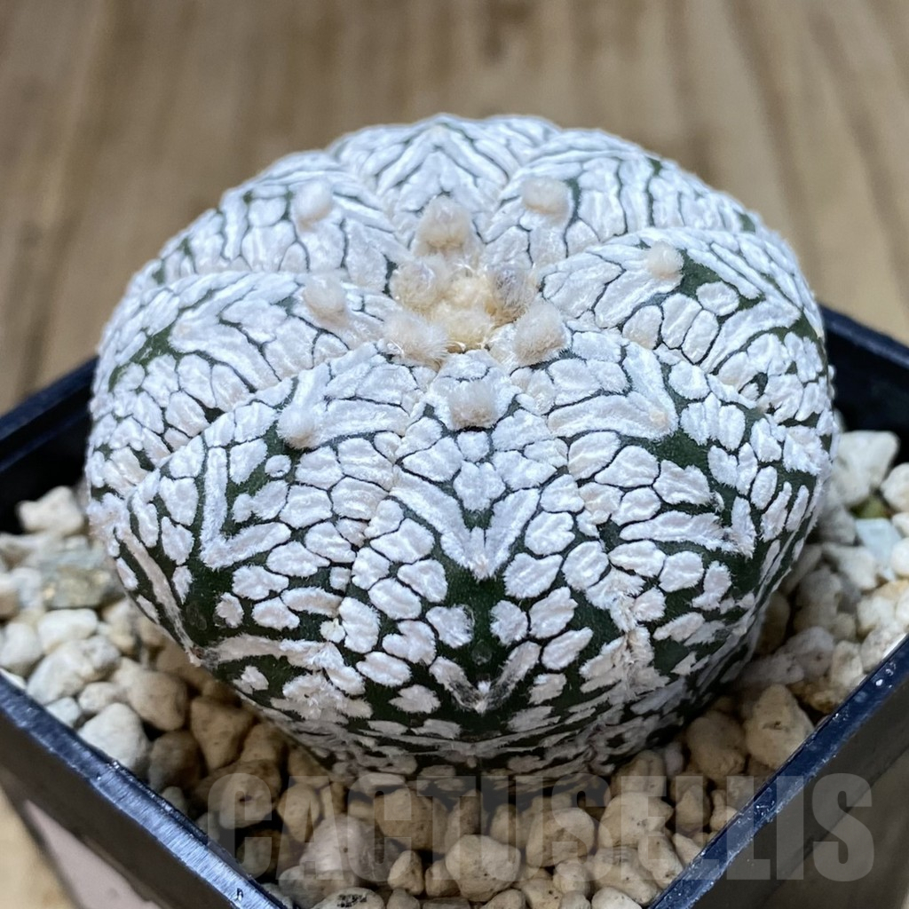 SHPR40657 Astrophytum asterias ‘Super Kabuto’ V-type - Imagen 2