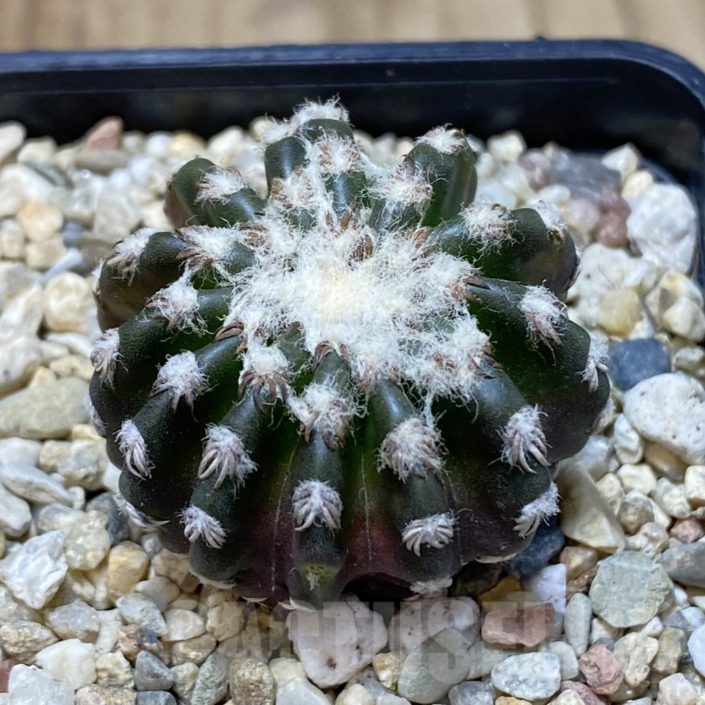 SHPR40660 Discocactus horstii