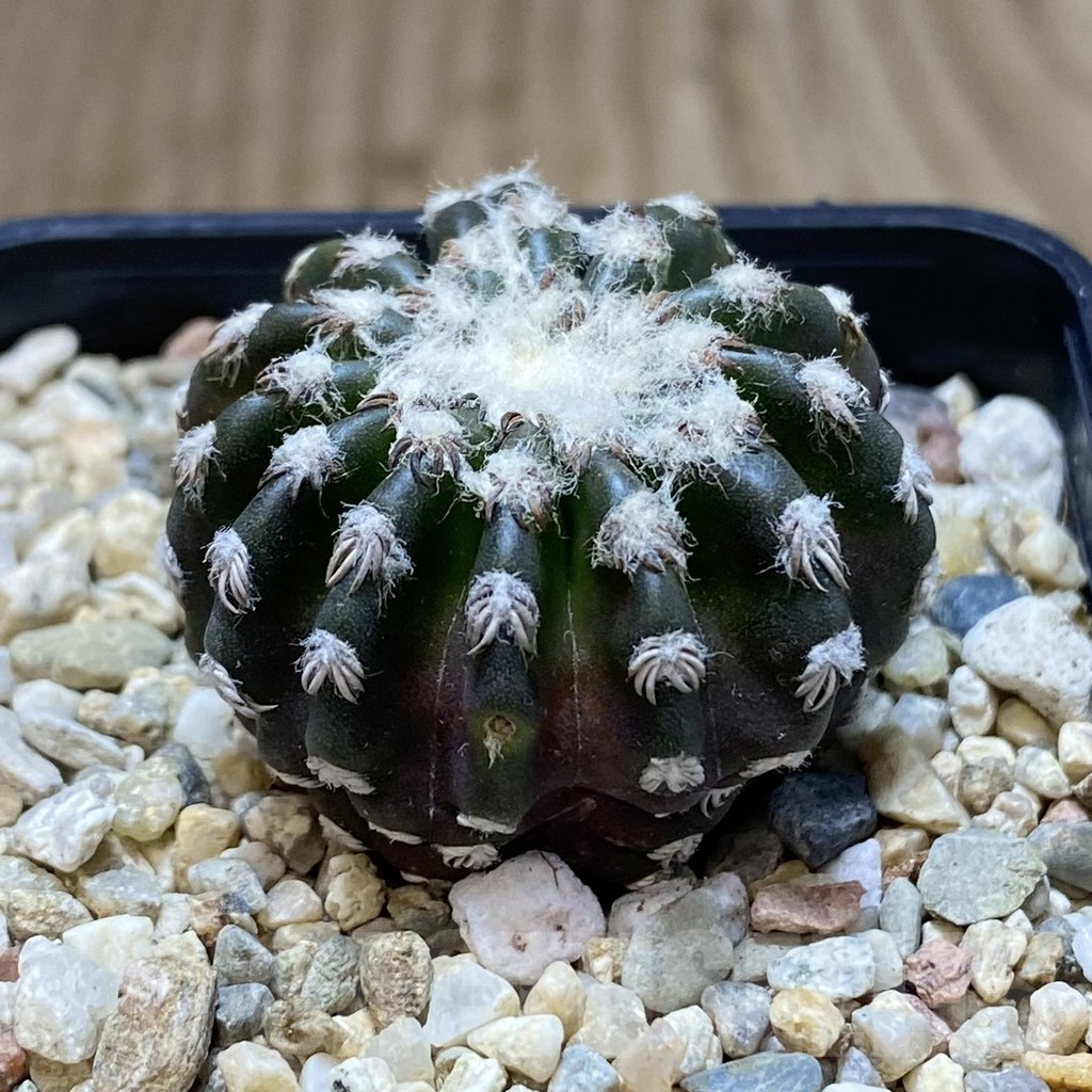 SHPR40660 Discocactus horstii - Imagen 2