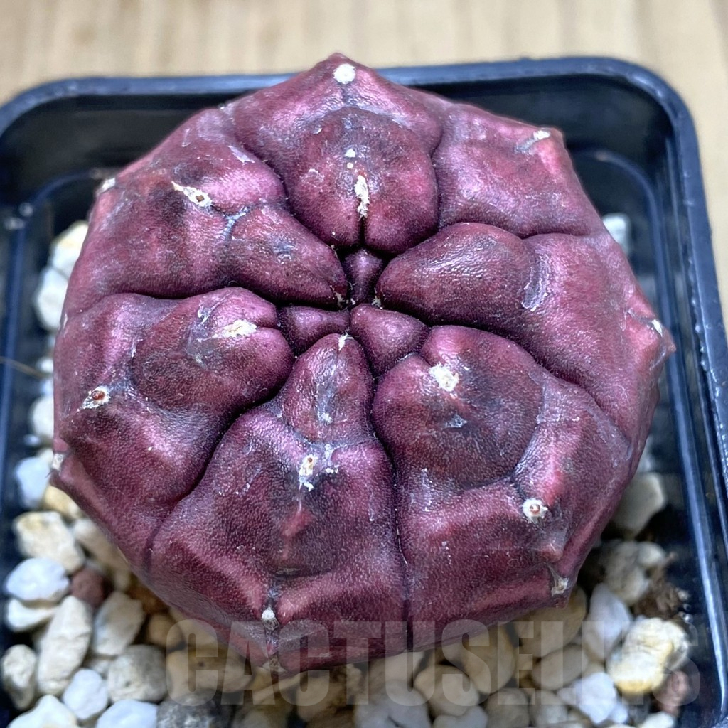 SHPR40662 Gymnocalycium mihanovichii 'Day Dream'