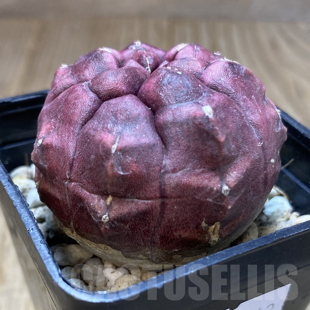 SHPR40662 Gymnocalycium mihanovichii 'Day Dream' - Image 2