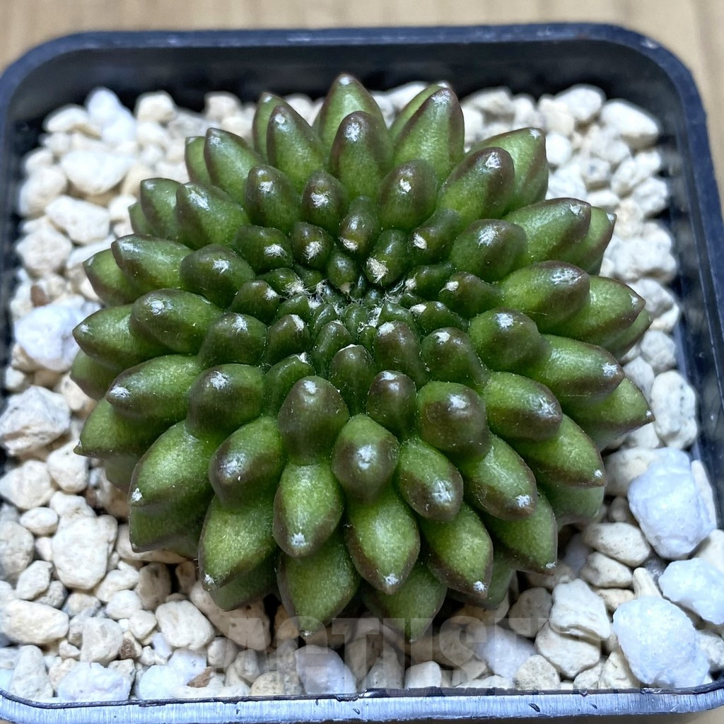 SHPR40663 Gymnocalycium mihanovichii ‘inermis’