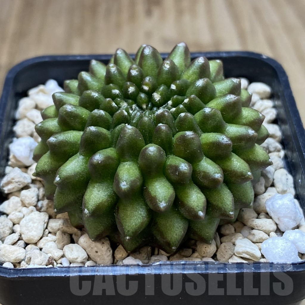 SHPR40663 Gymnocalycium mihanovichii ‘inermis’ – Bild 2