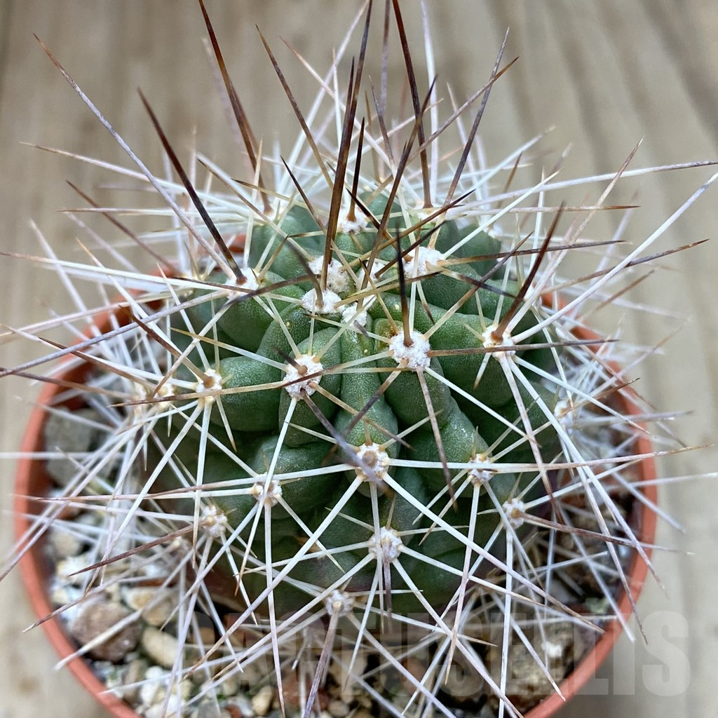 SHPR40616 Echinocereus triglochidiatus HK374