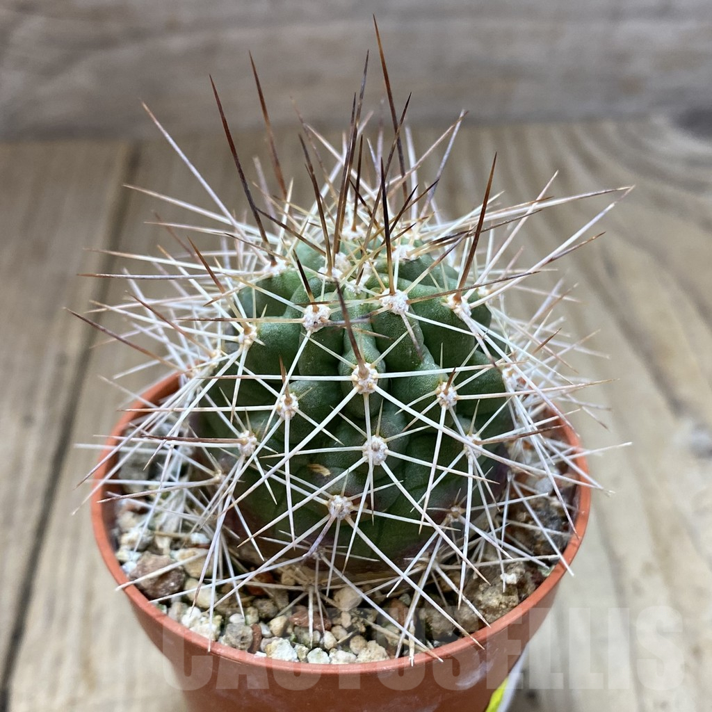 SHPR40616 Echinocereus triglochidiatus HK374 - Imagen 2