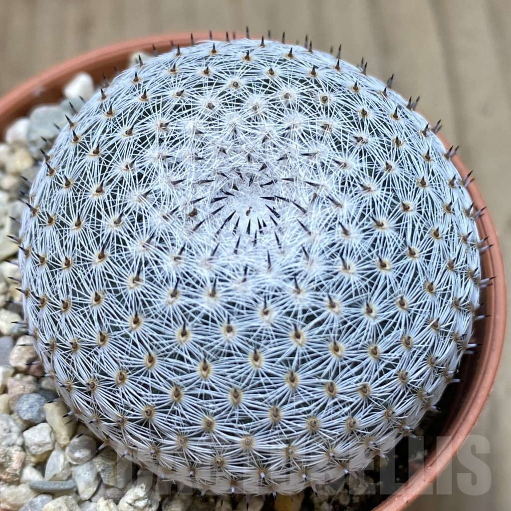 SHPR40619 Mammillaria microthele v. superfina