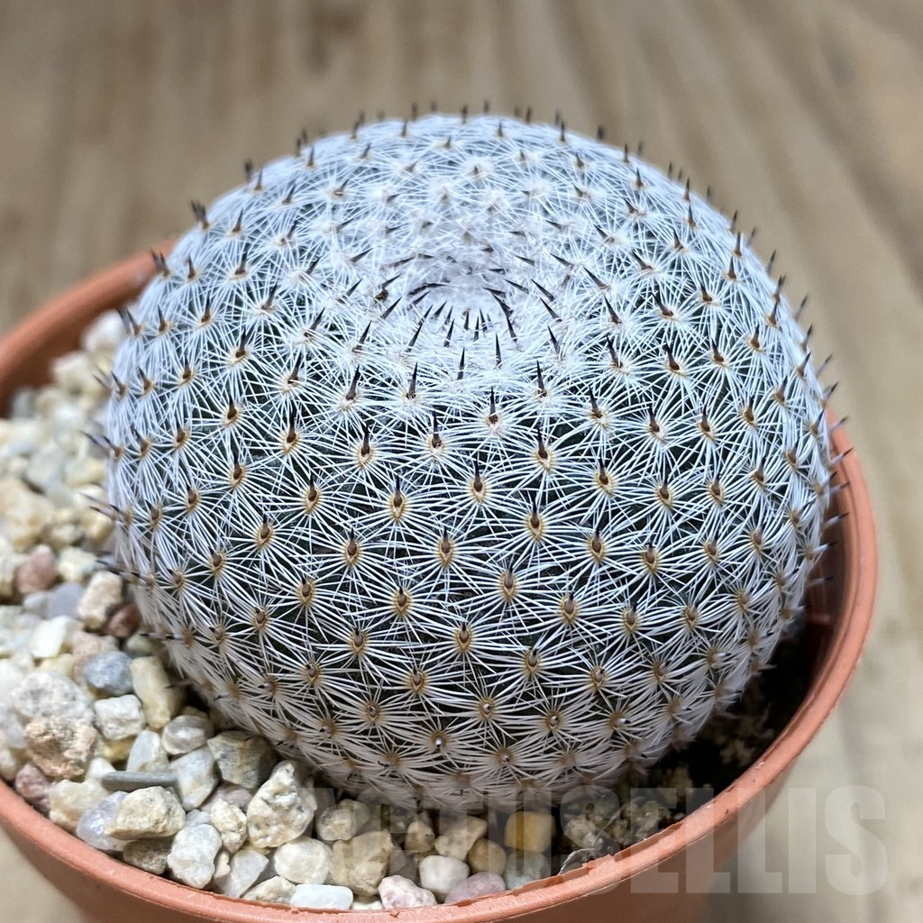 SHPR40619 Mammillaria microthele v. superfina - 画像 (2)