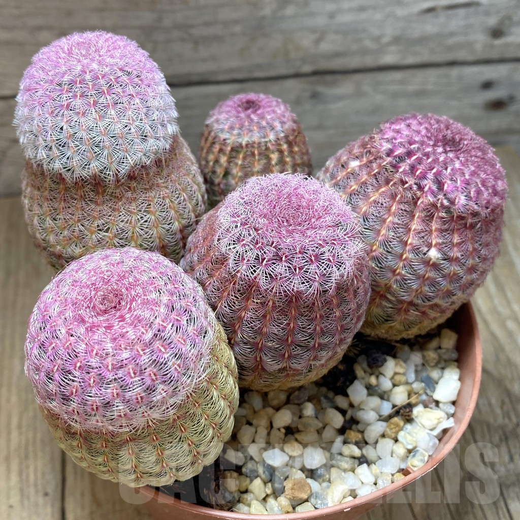 SH896 Echinocereus rigidissimus v. rubispinus